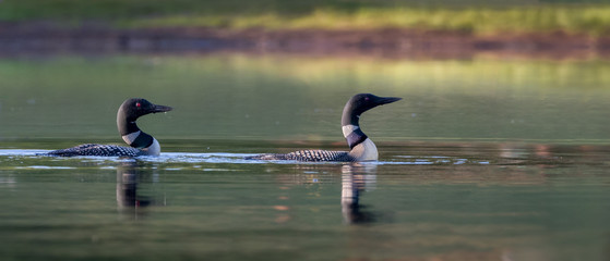 Pair Common Loon