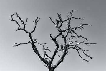 silhouette of tree on a black background