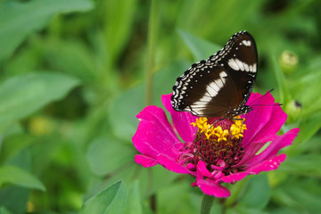 Butterfly perched on flower head of a red common zinnia elegans