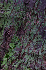 Maple tree bark covered in green lichens