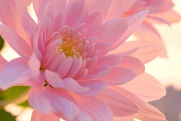 Obraz premium Closeup of a single pink flowering chrysanthemums, soft flower background 