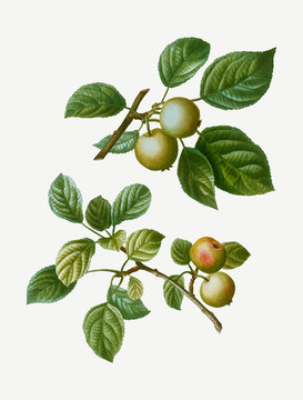 European crabapple fruits
