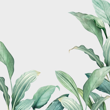 Tropical Leaves Background