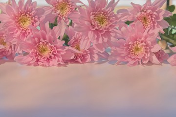 Beautiful pink  chrysanthemums with copy space