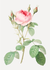 Plakaty  Vintage rysunek krzewu różanego