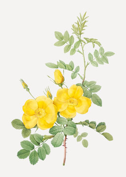 Yellow sweetbriar roses