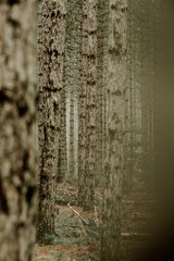 Fototapeta premium Forest