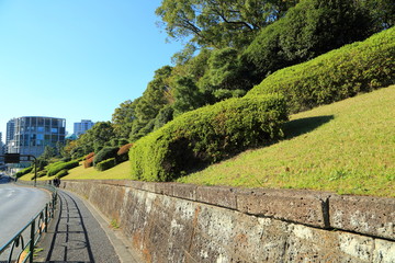 道路沿いに植栽された代々木公園の庭園樹林