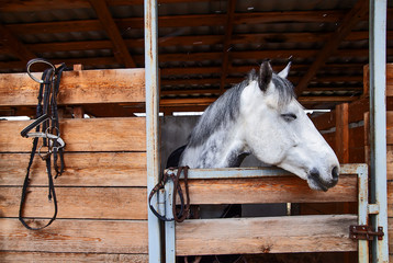 view summer stables horses are in wooden stalls in the foreground a stack of fresh dry hay. cloudy weather snowfall