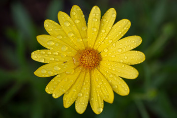 yellow daisy flower with water drops of morning dew