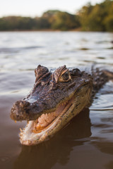 Cute small alligator smiles for camera while in water