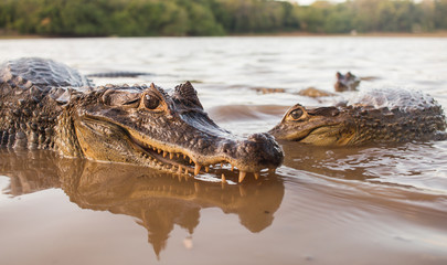 Two small alligators stare down the camera sideways, showing their teeth