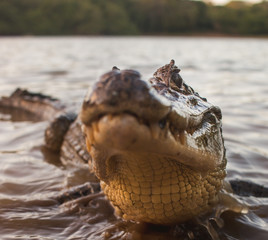 Cute small alligator smiles for camera while in water