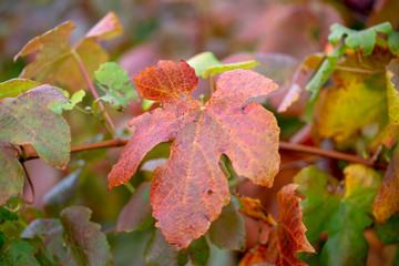 red autumn leaves