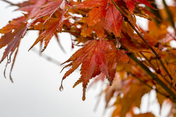 red autumn japanese maple leaves