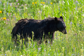 Black Bear in flower meadow