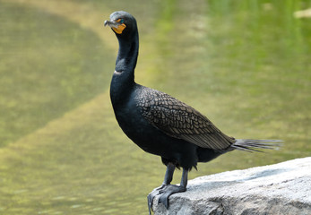 Cormorant