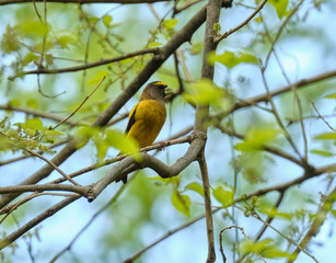 Evening Grosbeak