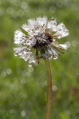 Thirsty bug on a dandelion seed head