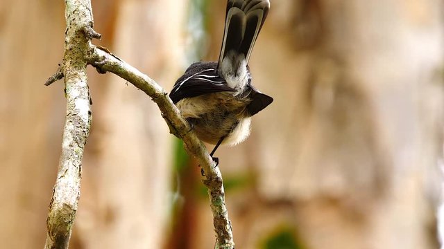 A grey fantail perches on a tree branches chirping in Queensland, Australia.