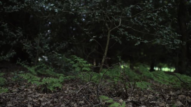 A LOW ANGLE PANNING SHOT in an empty forest with wind blowing. SLOW MOTION.