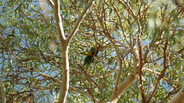 Two male Red-Rumped parrots perched high in a gum tree. STATIC SHOT.