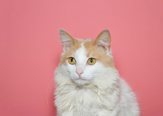 Portrait of a beautiful long haired white and tan cat looking to viewers right with pink background.