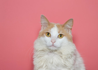Portrait of a beautiful long haired white and tan cat looking directly at viewer with pink background.