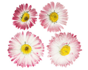Pressed and dried flower daisy (marguerite). Isolated on white