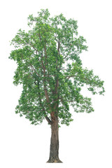Obraz premium tree isolated on white background