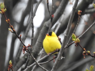 wild, wilderness, trees, forest, background, nature, natural, spring, woods, woodland, lakes shore, lake, cover, filler