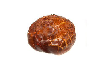 chestnut isolated on white background