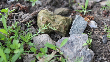 The Stones