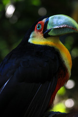 Brazilian Toucan