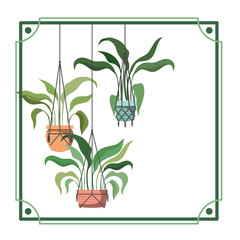 frame with houseplants on macrame hangers