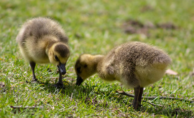 Two Little Goslings green background 