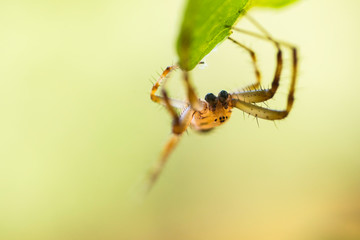 Green Tree Spider (Male)