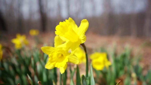 Rotating Slow Motion Shot of Daffodil Flowers with Forest in Background