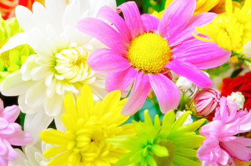 Gerbera and asters: a background from flowers.