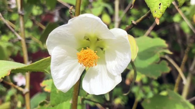 Bee pollinating a beautiful flower, climbs in, flys off