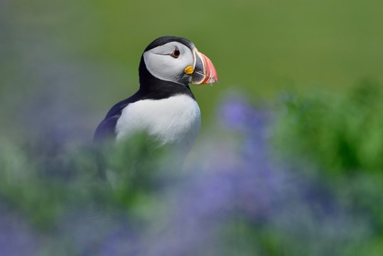 Puffin (Fratercula arctica) sitting between blue flowers, Lunga Island, Scotland, Great Britain