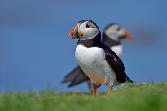 Puffin (Fratercula arctica) stand in the grass, Lunga Island, Scotland, Great Britain