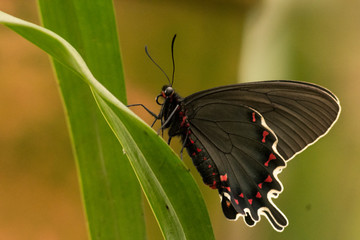 Mariposa black