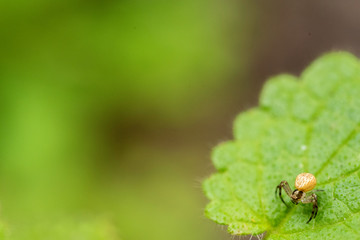 Crab Spider on Leaf