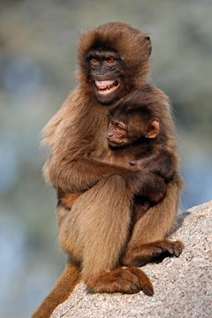 Gelada baboons (Theropithecus gelada), female with young, shows aggressive teeth, captive, Germany, Europe