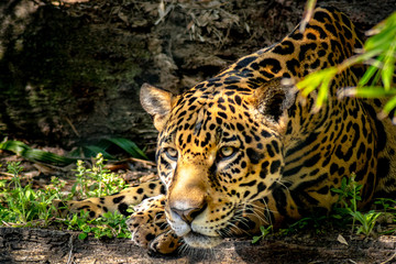 Jaguar looking at its pay © Jose