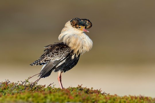 Ruff (Philomachus pugnax), male in nuptial plumage, mating, Varanger Peninsula, Norway, Europe