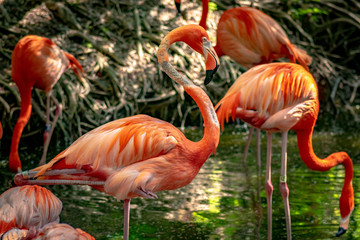 Fototapeta premium Flamingos taking a bath 