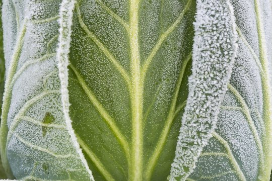 Detailed view, white cabbage (Brassica oleracea alba) covered with hoar frost, Hesse, Germany, Europe