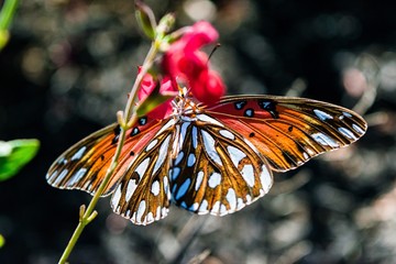 Fototapeta na wymiar Butterfly pollinating a flower 